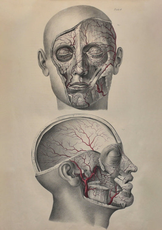 Anatomical Digital Wall Art - Vascular Head & Face - Room Four