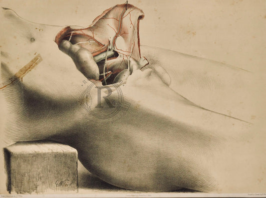 Anatomical Dissection Drawing 19th Century - Abdomen a/f - Room Four