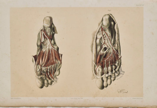 Anatomical Dissection Drawing 19th Century - Feet Plate LVII - Room Four