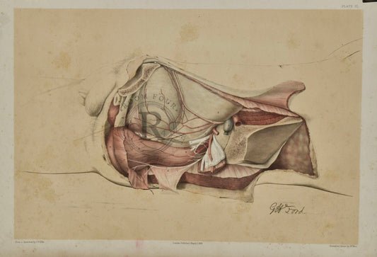 Anatomical Drawing 19th Century - Male Abdomen Dissection (plate XL) - Room Four