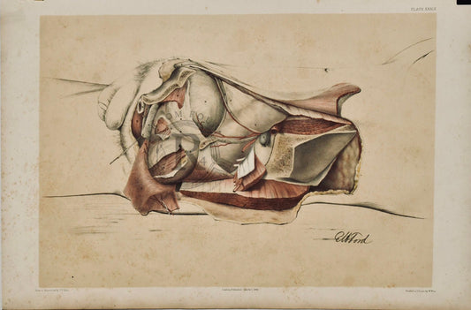 Anatomical Drawing 19th Century - Male Abdomen Dissection, (plate XXXIX) - Room Four