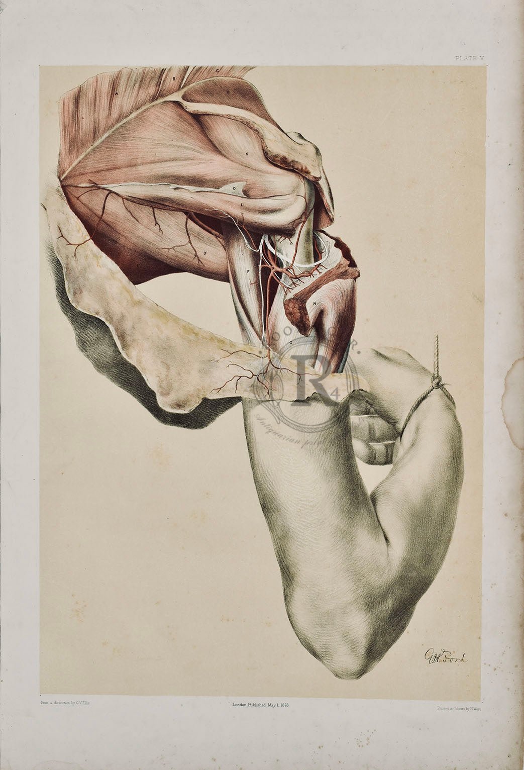 Antique Anatomy Print – Plate V, Shoulder & Arm Muscles | Original 19th Century Medical Illustration by George Henry Ford