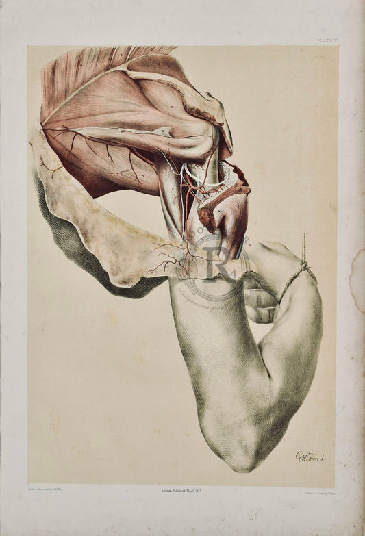 Antique Anatomy Print – Plate V, Shoulder & Arm Muscles | Original 19th Century Medical Illustration by George Henry Ford