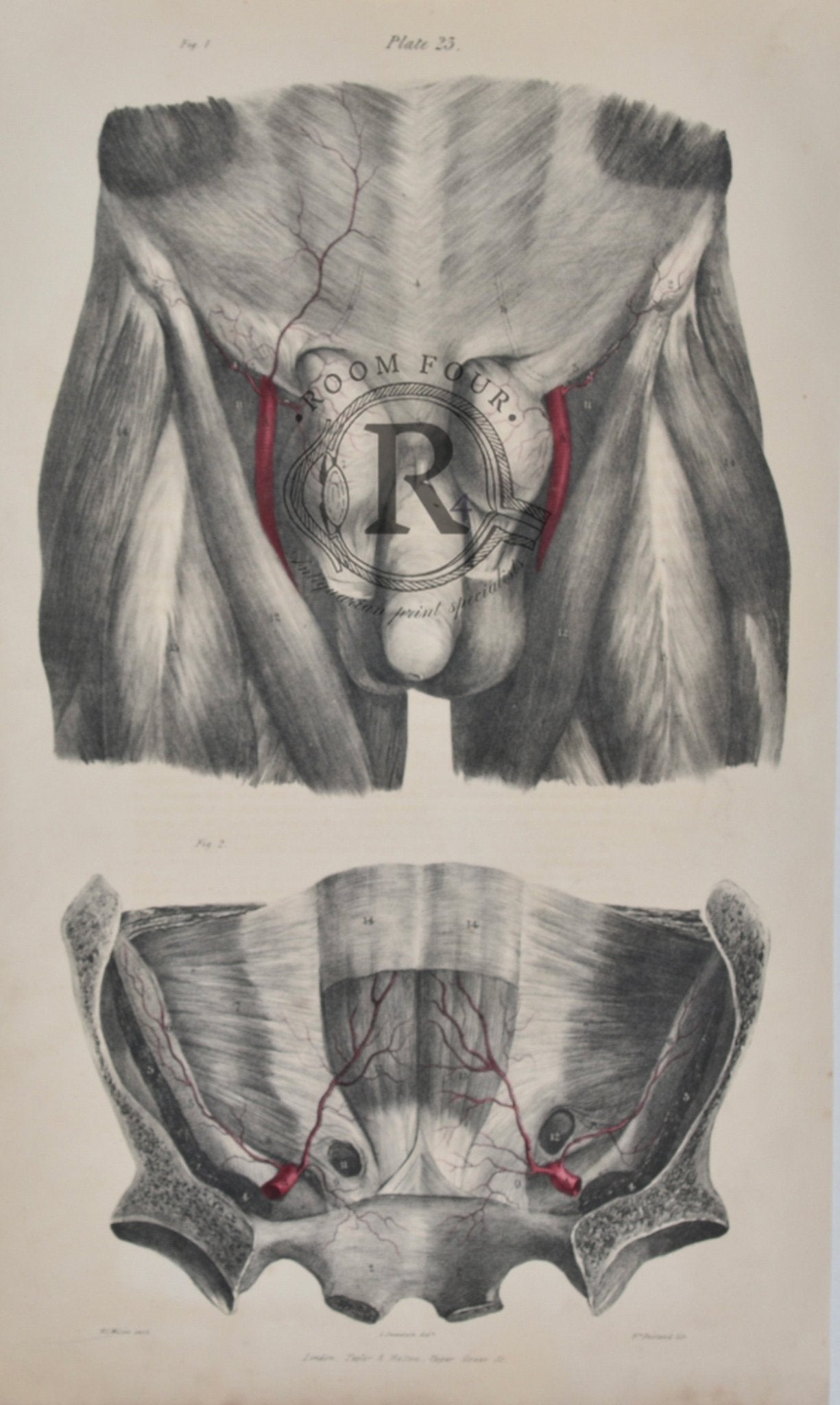 Anatomical Male Anatomy Vascular Genitalia - Antique Drawings 19th century - Room Four