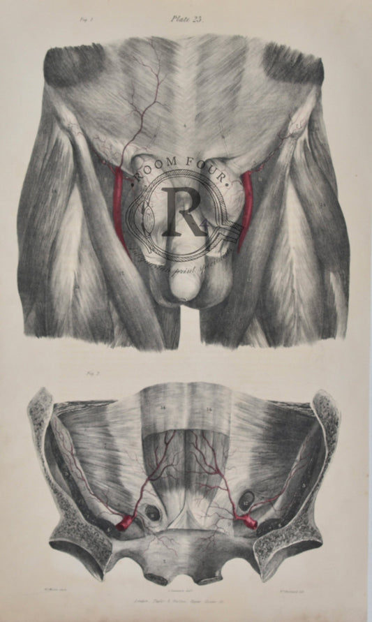 Anatomical Male Anatomy Vascular Genitalia - Antique Drawings 19th century - Room Four