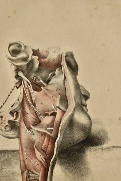 Anatomical Medical Dissection Drawing 19th Century - Room Four