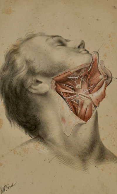 Anatomical Medical Dissection Drawing 19th Century - Room Four
