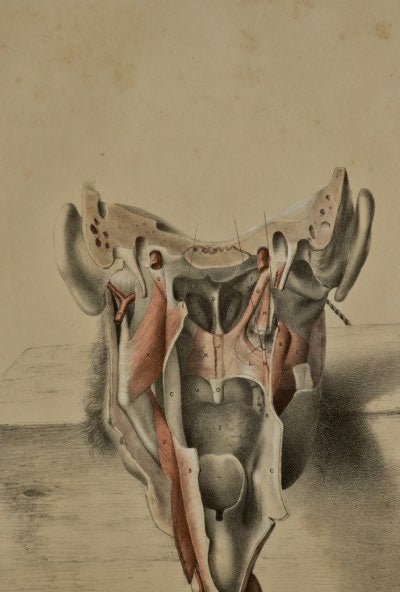Object Dissection Drawing Antique Anatomical Dissection Print - Pharynx โ E.H. Ford Signed 19th ...