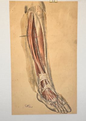 Anatomical Medical Dissection Drawing 19th Century - leg - Room Four
