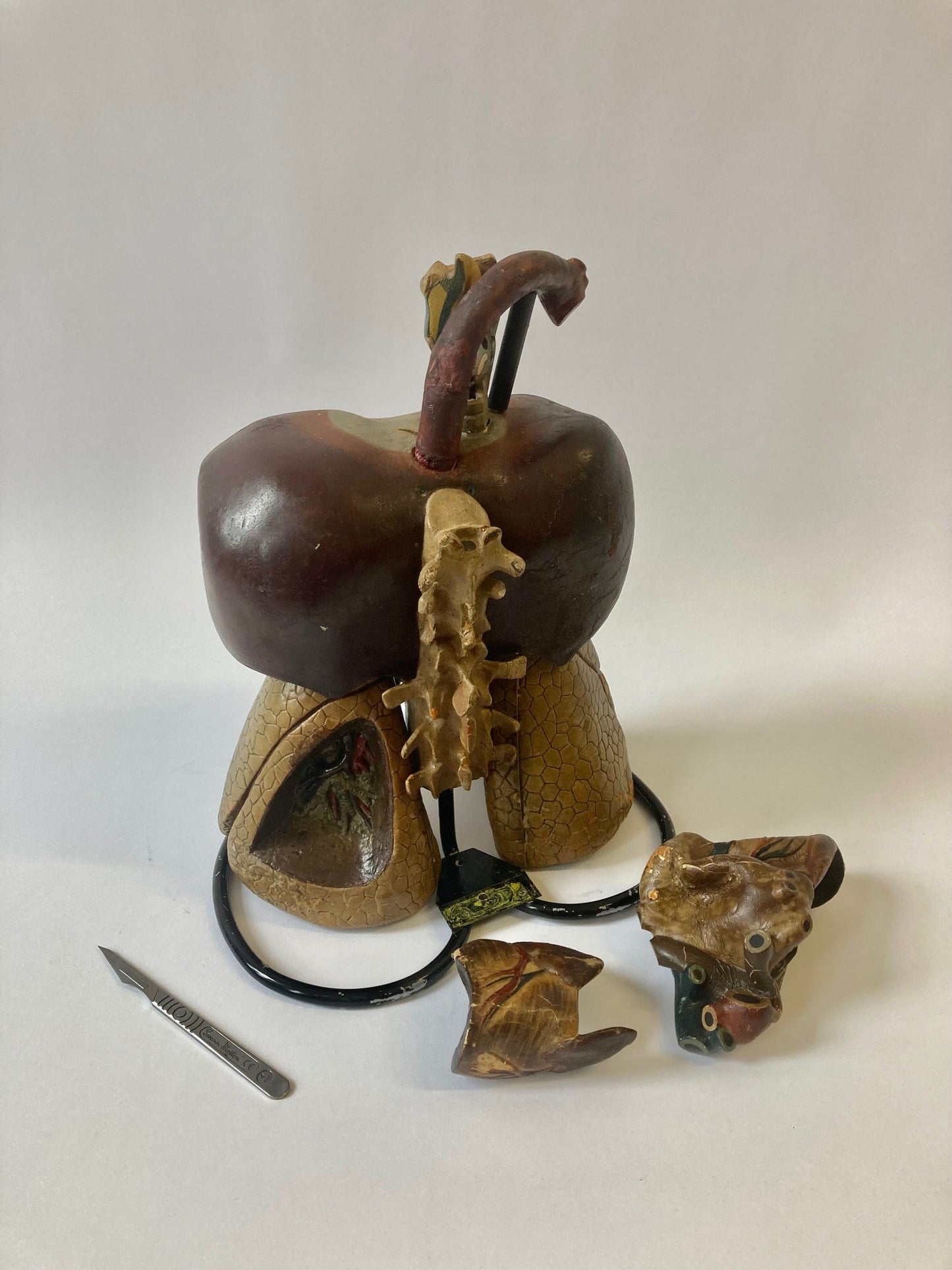 Anatomical Model - Human Respiratory System - Room Four