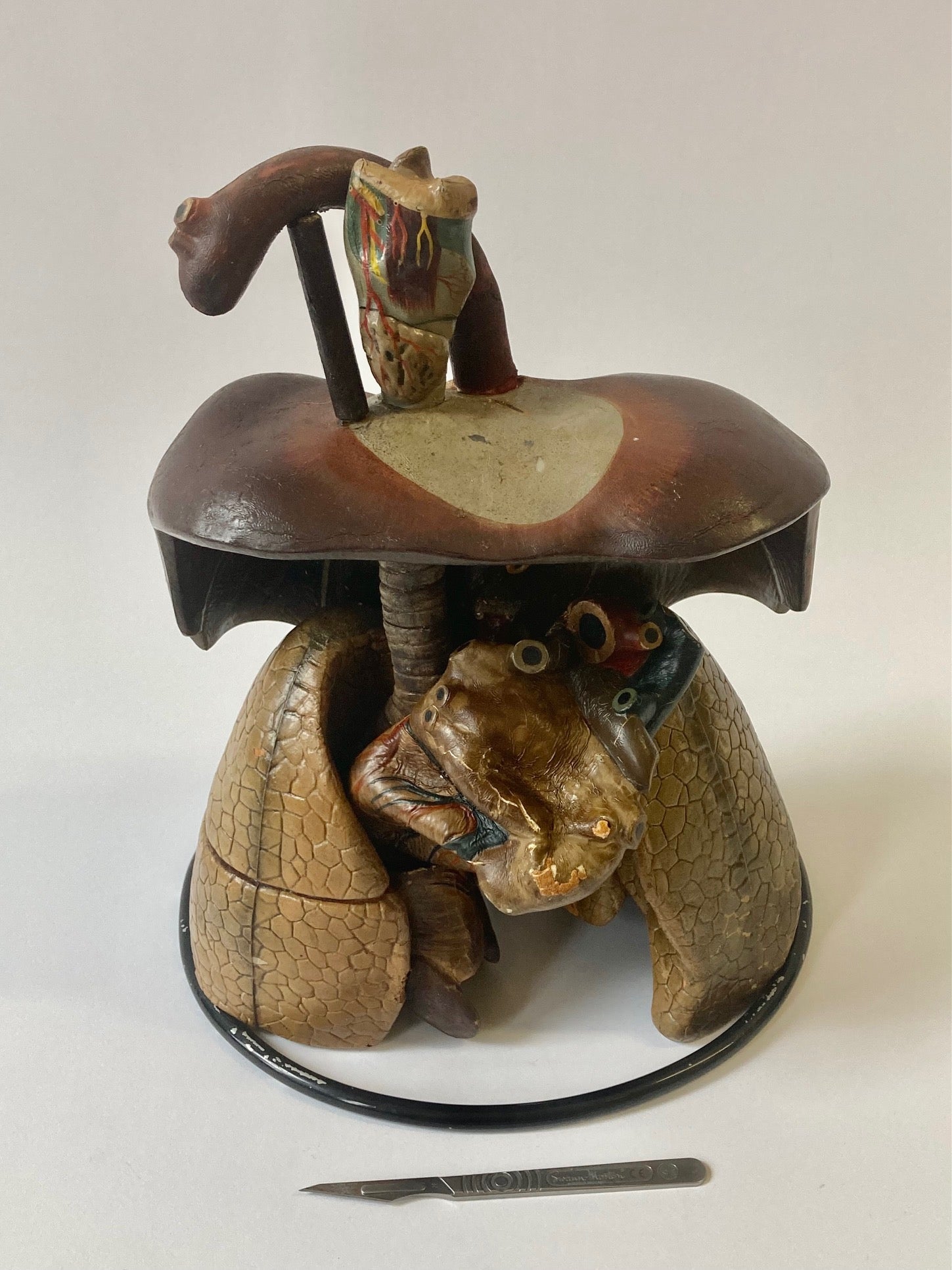 Anatomical Model - Human Respiratory System - Room Four