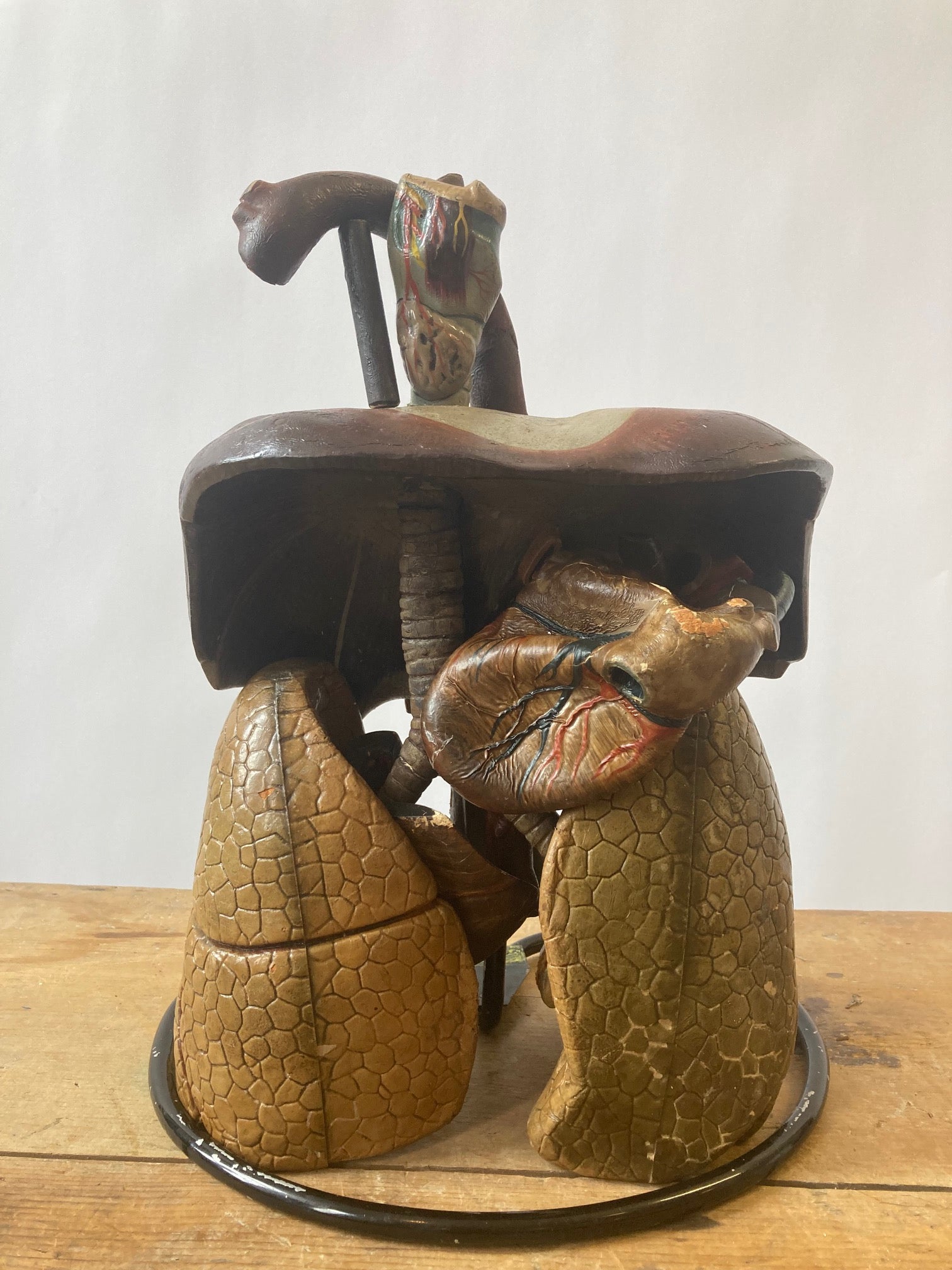 Anatomical Model - Human Respiratory System - Room Four
