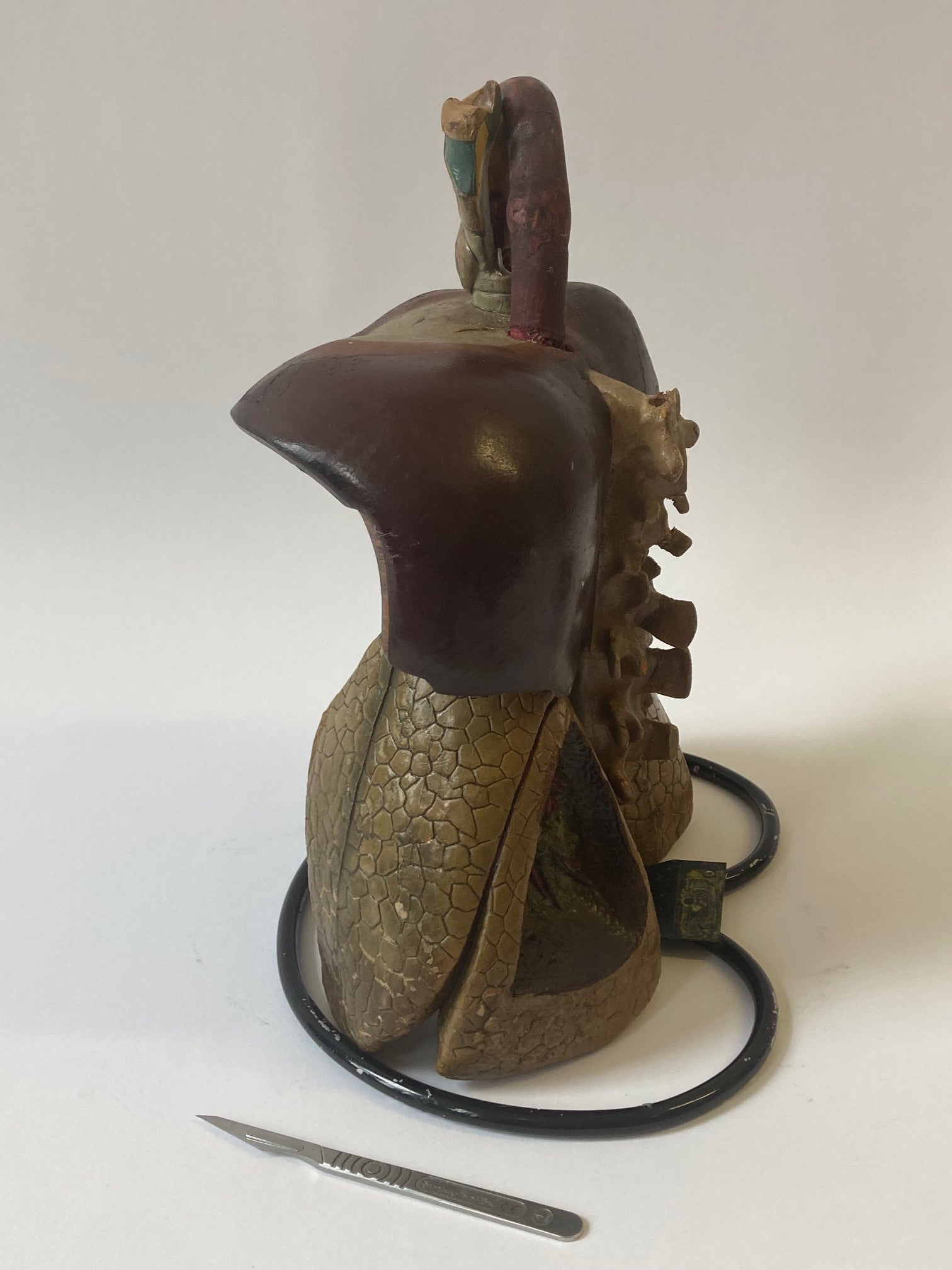 Anatomical Model - Human Respiratory System - Room Four