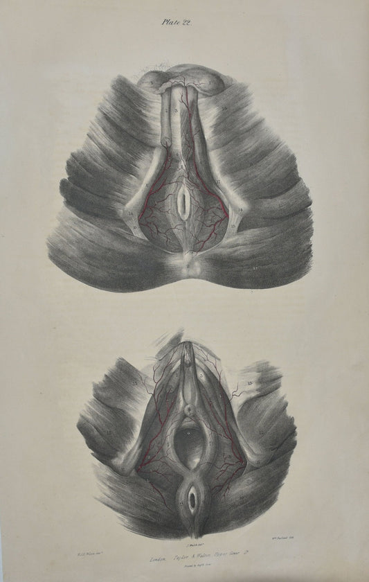 Anatomical Original Artwork - Vascular Arteries of the Perinæum 22 - Room Four