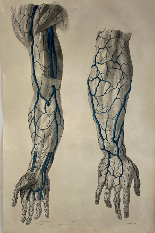 Anatomical Original Artwork - Vascular Hands & Arm 36 - Room Four