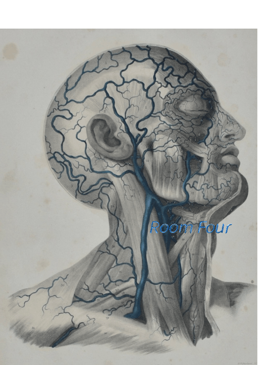 Anatomical Original Artwork - Vascular Head & Neck 35 - Room Four
