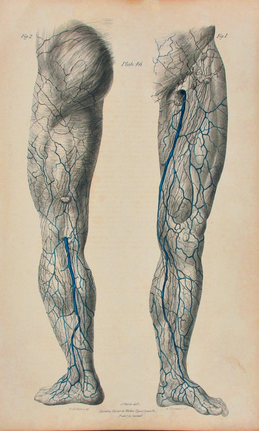 Anatomical Original Artwork - Vascular Lymphatics 46 - Room Four