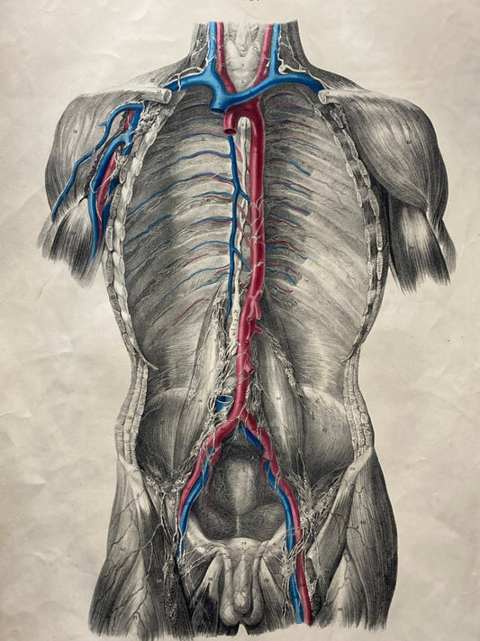 Anatomical Original Artwork - Vascular Lymphatics of the Trunk 47 - Room Four