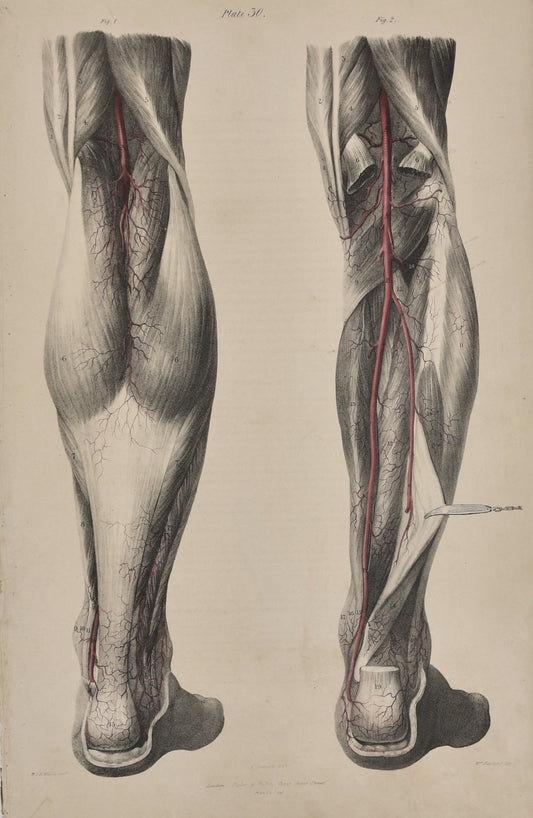 Anatomical Original Artwork - Vascular Posterior Leg 30 - Room Four