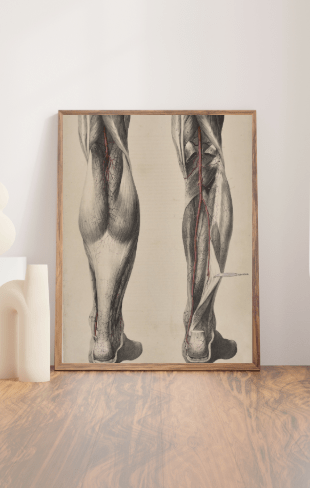 Anatomical Original Artwork - Vascular Posterior Leg 30 - Room Four
