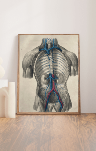 Anatomical Original Artwork - Vascular Vena Cava 42 - Room Four