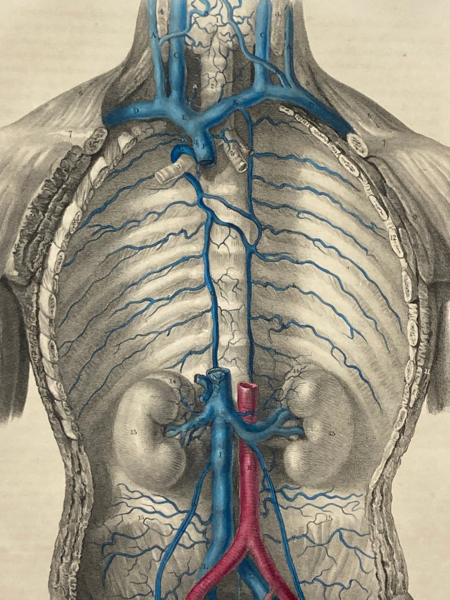 Anatomical Original Artwork - Vascular Vena Cava 42 - Room Four