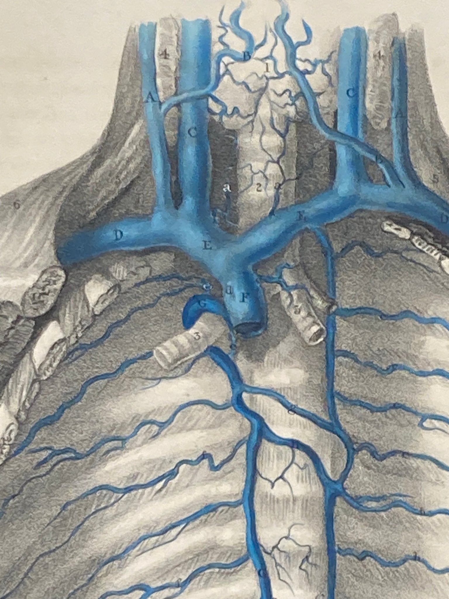 Anatomical Original Artwork - Vascular Vena Cava 42 - Room Four