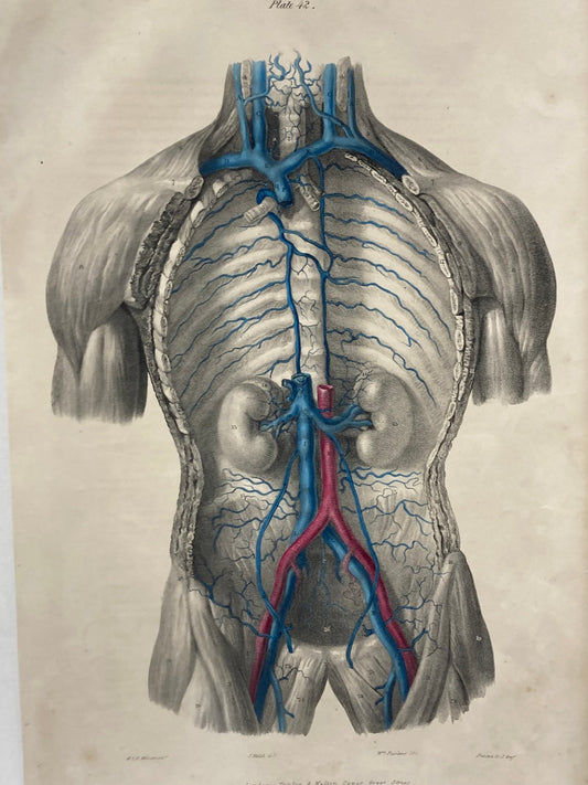 Anatomical Original Artwork - Vascular Vena Cava 42 - Room Four