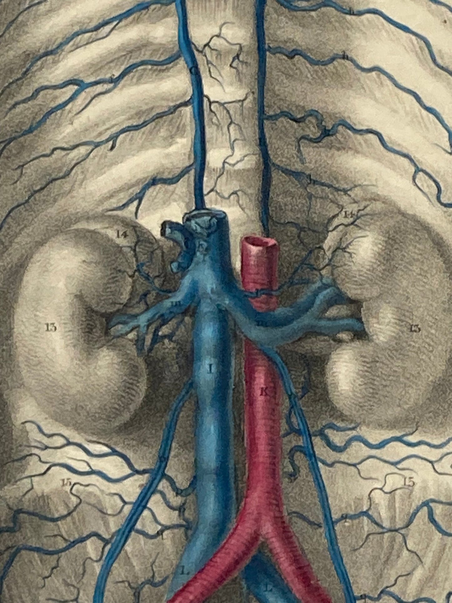 Anatomical Original Artwork - Vascular Vena Cava 42 - Room Four