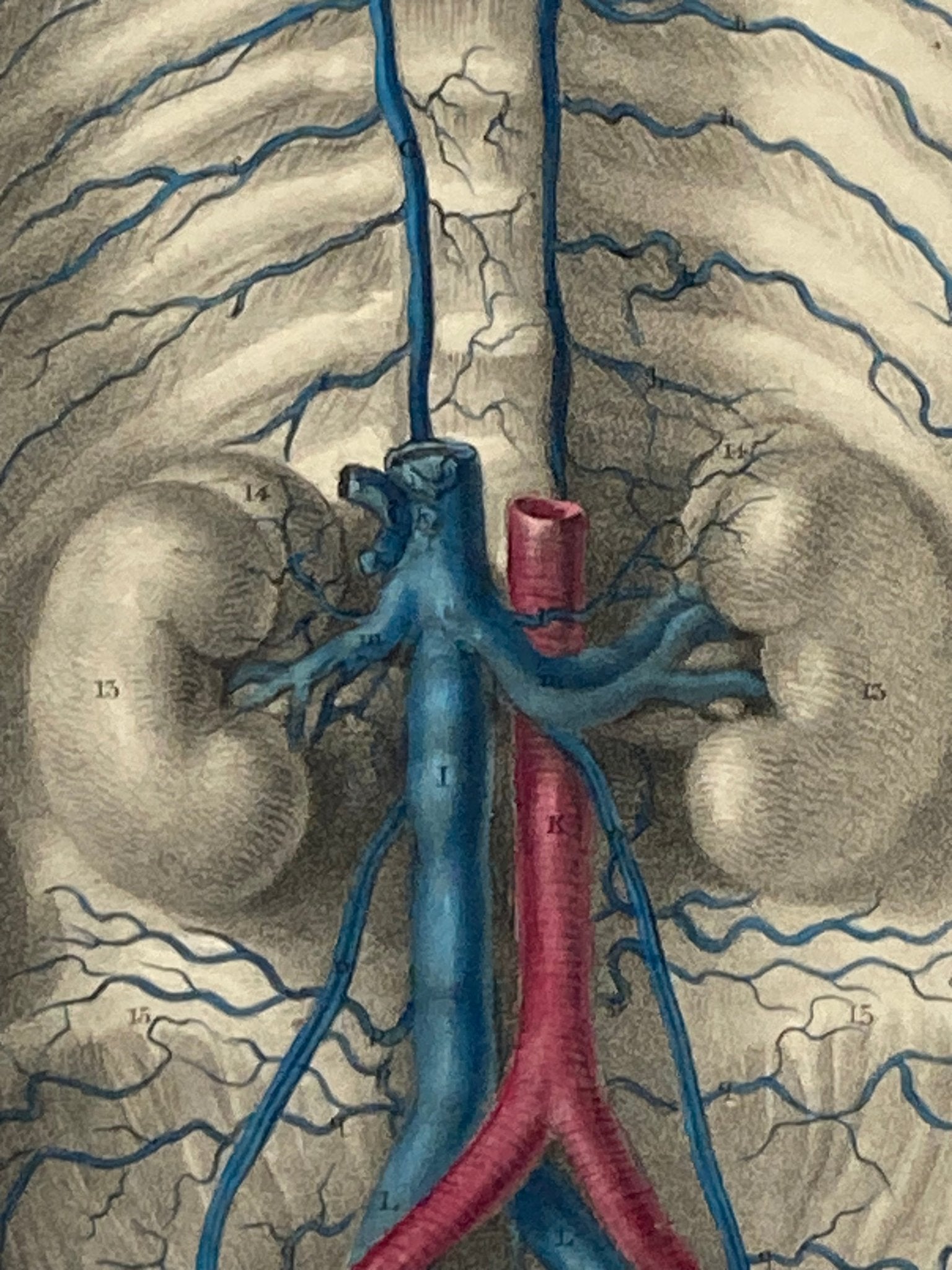 Anatomical Original Artwork - Vascular Vena Cava 42 - Room Four