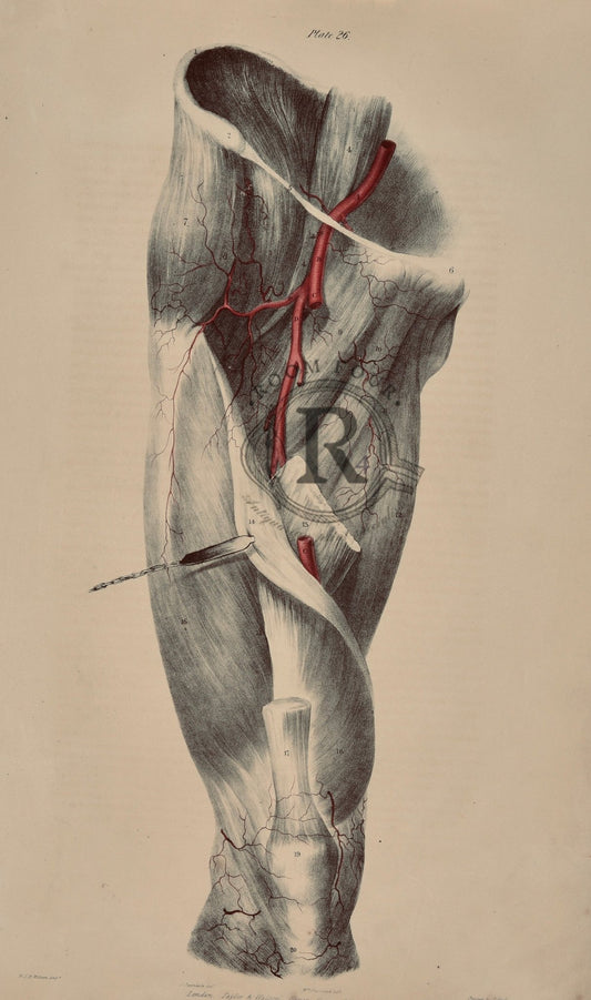 Anatomical Original Drawing 19th century - Vascular Leg Plate 26 Quain - Room Four