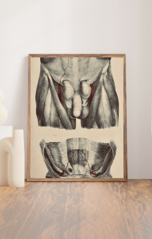 Anatomical Original Wall Art Make Anatomy - Vascular Arteries 23 - Room Four