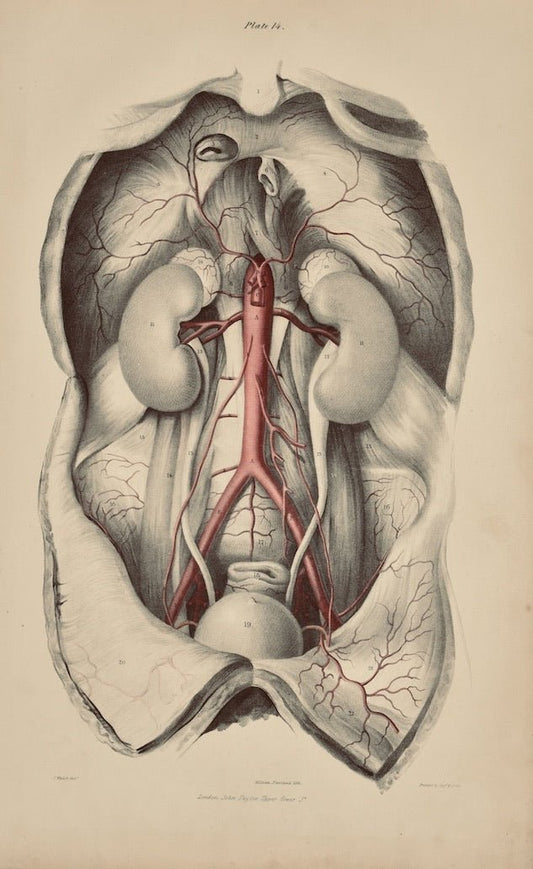 Anatomical Original Wall Art - Vascular 14 - Room Four