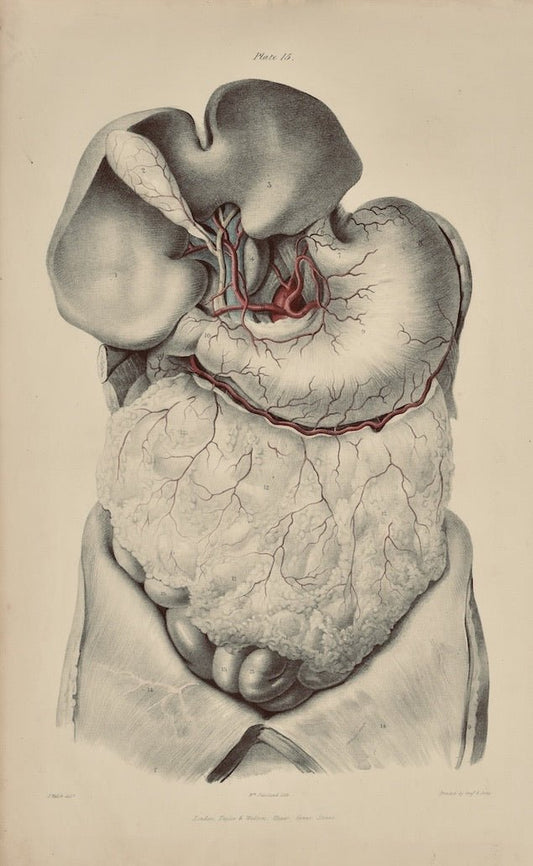 Anatomical Original Wall Art - Vascular 15 - Room Four