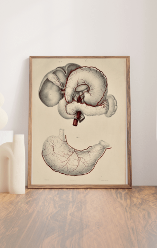 Anatomical Original Wall Art - Vascular 16 - Room Four