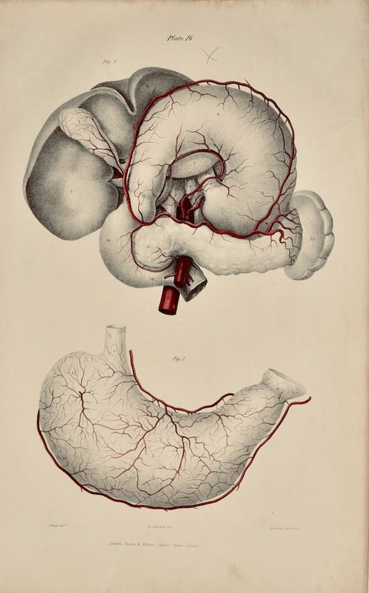 Anatomical Original Wall Art - Vascular 16 - Room Four