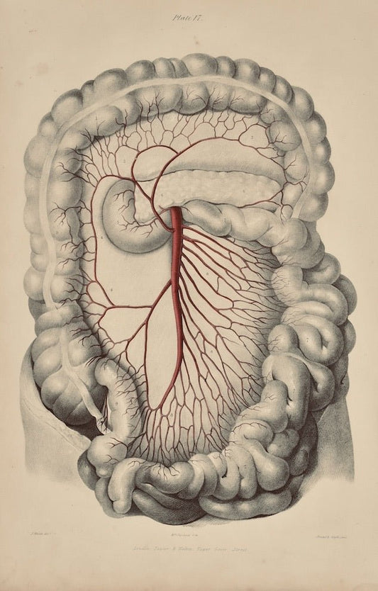 Anatomical Original Wall Art - Vascular 17 - Room Four