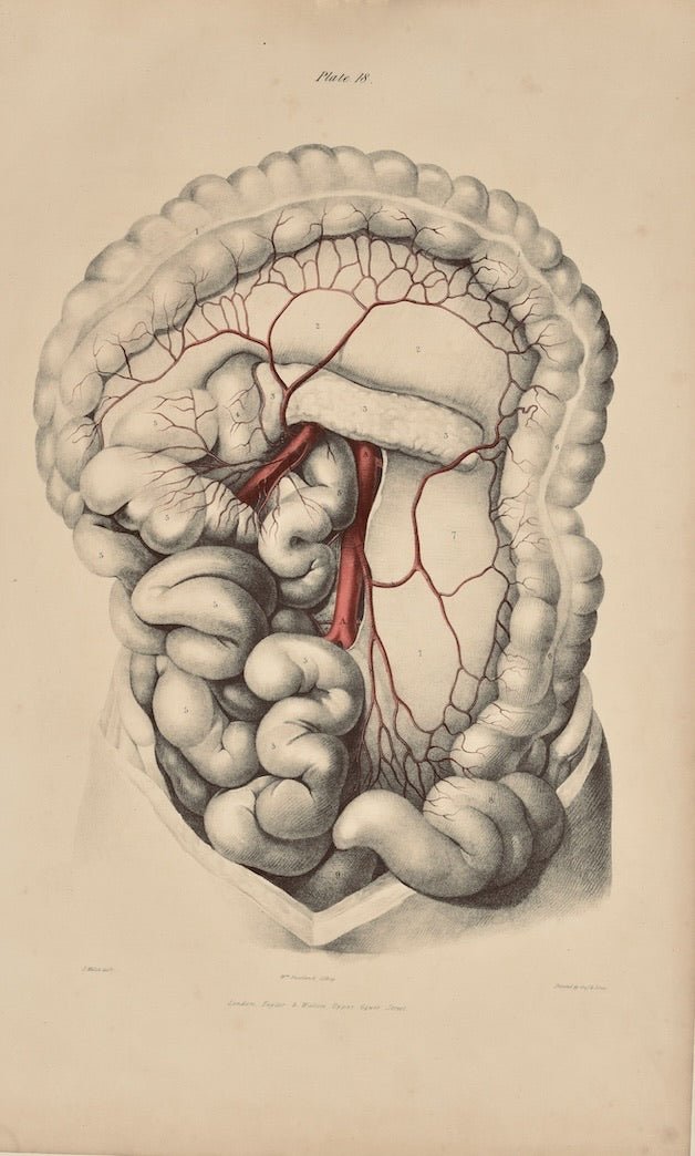 Anatomical Original Wall Art - Vascular 18 - Room Four
