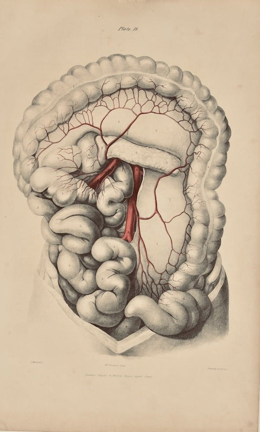 Anatomical Original Wall Art - Vascular 18 - Room Four
