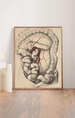 Anatomical Original Wall Art - Vascular 18 - Room Four