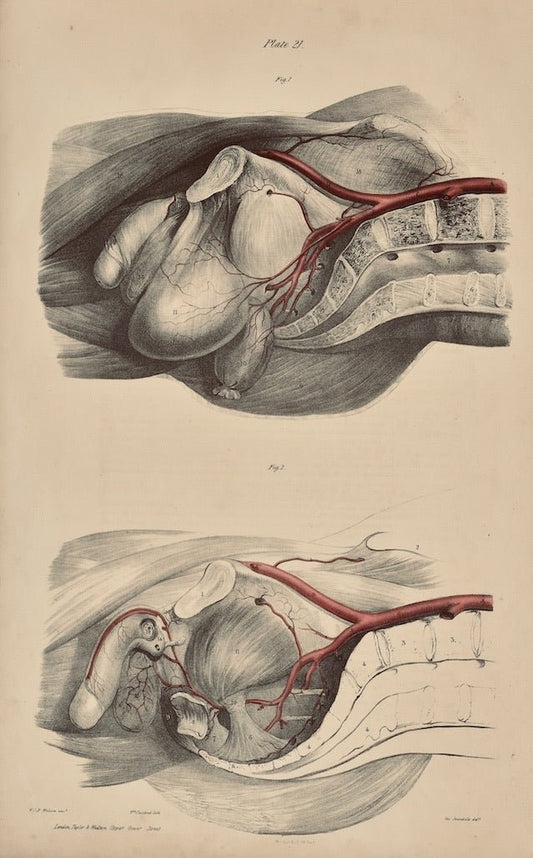 Anatomical Original Wall Art - Vascular 21 - Room Four