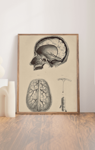 Anatomical Original Wall Art - Vascular 40 - Room Four