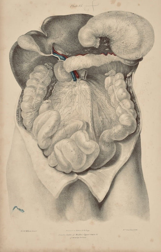 Anatomical Original Wall Art - Vascular 45 - Room Four