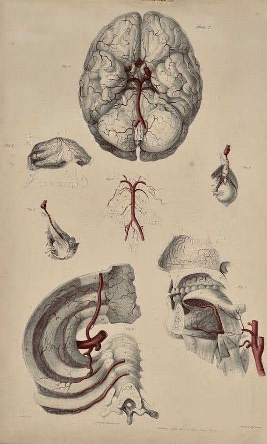 Anatomical Original Wall Art - Vascular 7 - Room Four