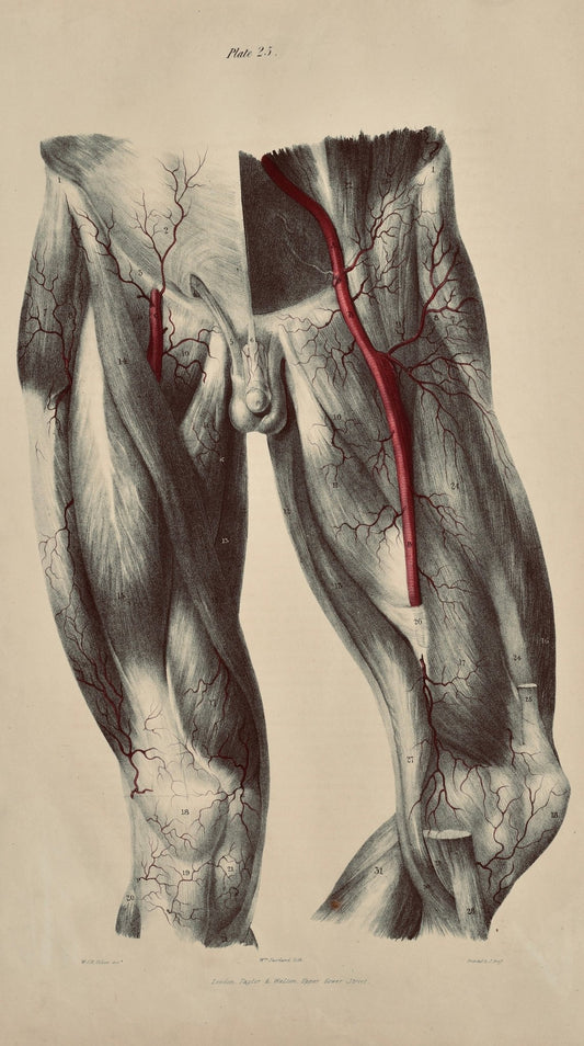 Anatomical Original Wall Art - Vascular Arteries 25 - Room Four