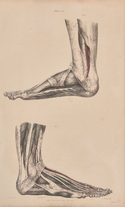 Anatomical Original Wall Art - Vascular Feet 3 - Room Four