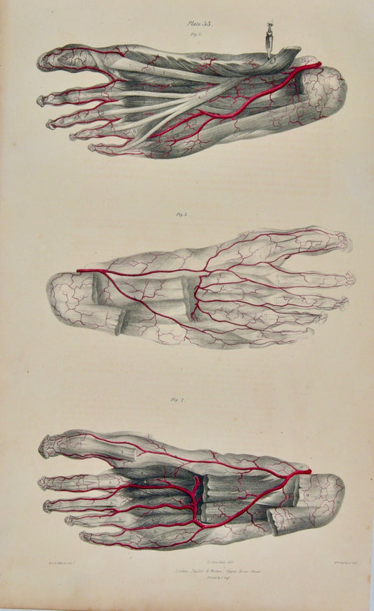 Anatomical Original Wall Art - Vascular Feet - 33 - Room Four