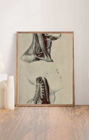 Anatomical Original Wall Art - Vascular Head & Neck 5 - Room Four