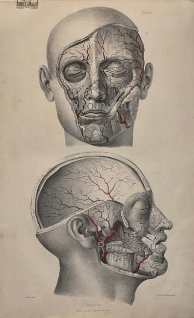 Anatomical Original Wall Art - Vascular Head & Neck 6 - Room Four