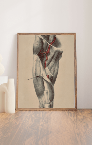 Anatomical Original Wall Art - Vascular Leg 26 - Room Four
